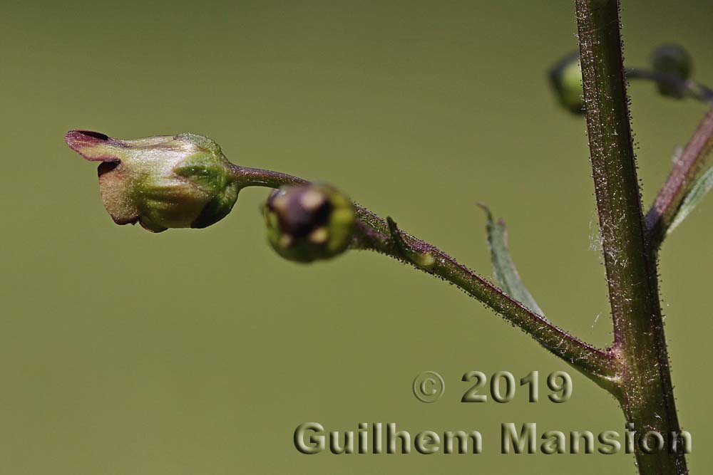 Scrophularia nodosa