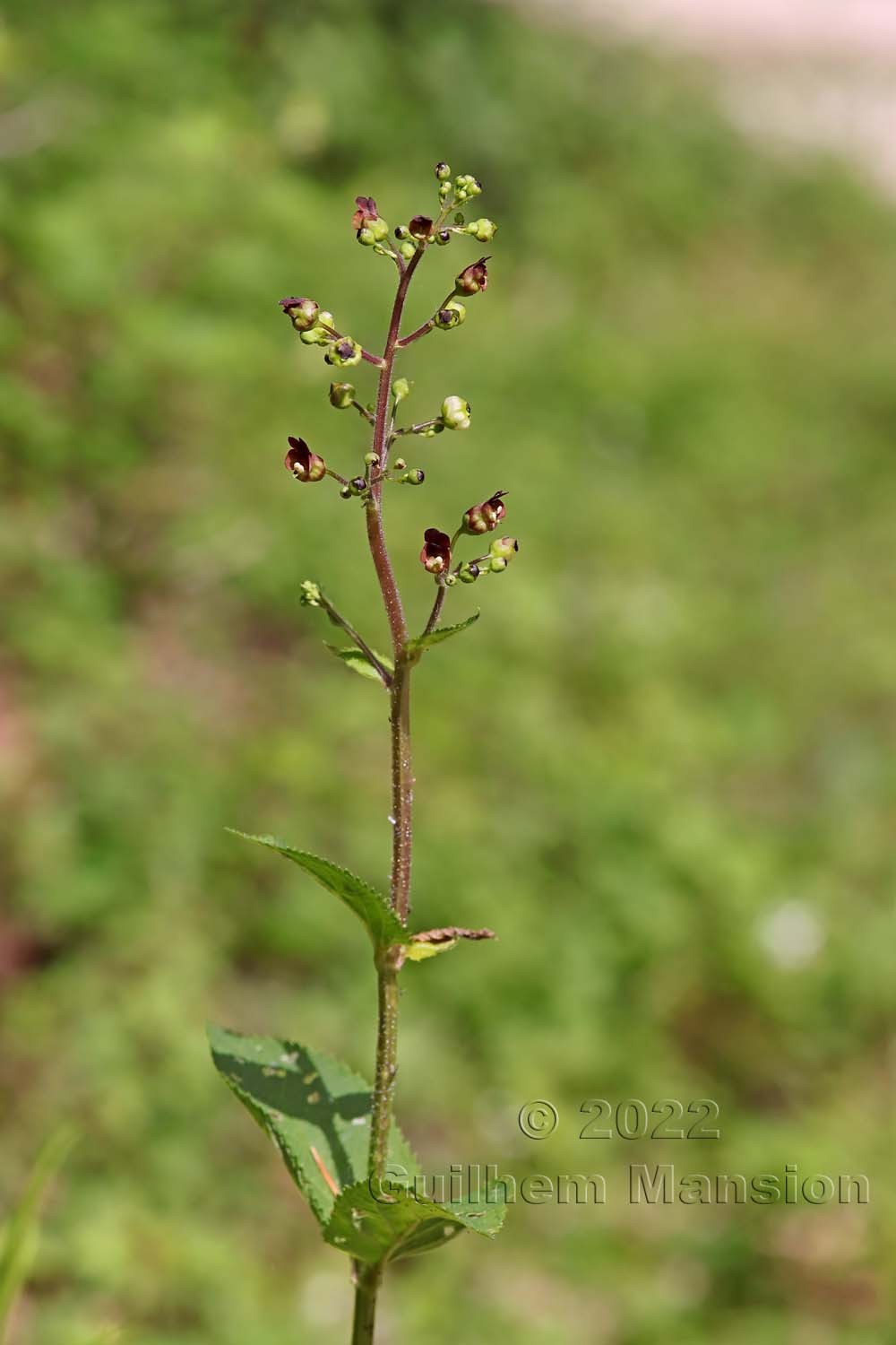 Scrophularia nodosa