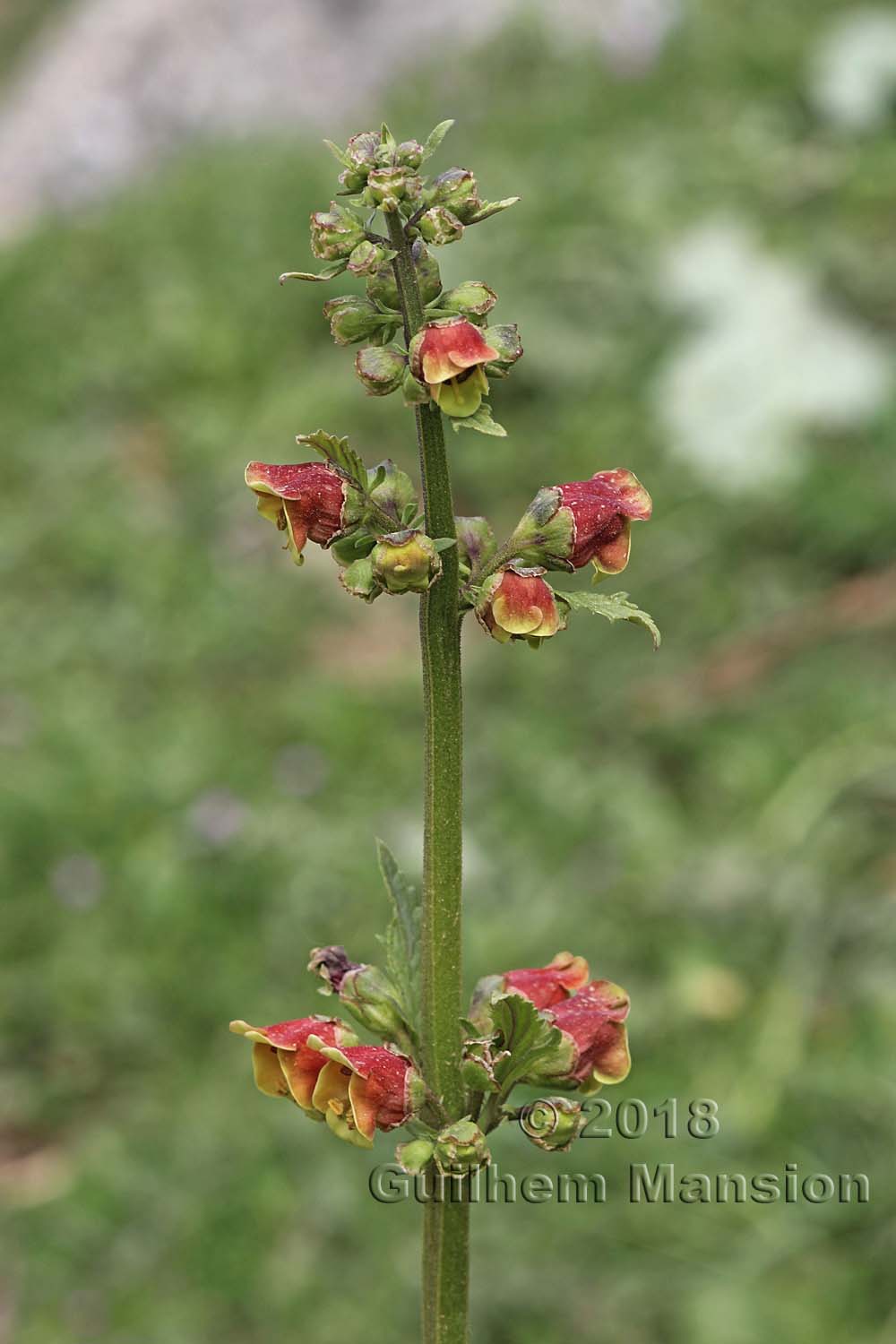 Scrophularia sambucifolia