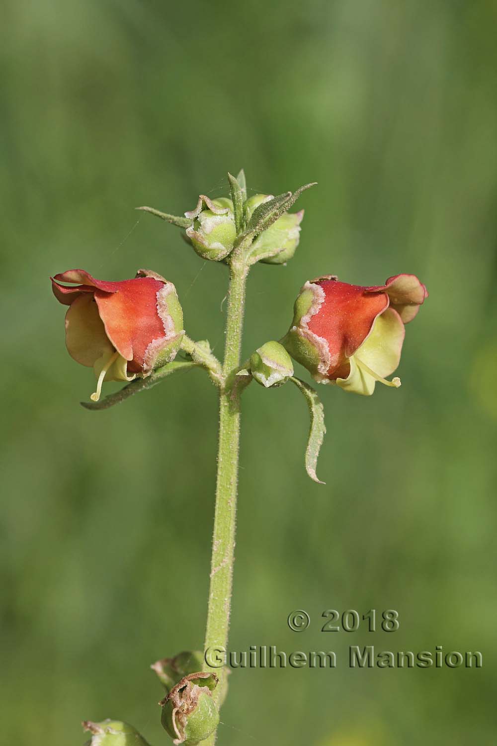 Scrophularia sambucifolia