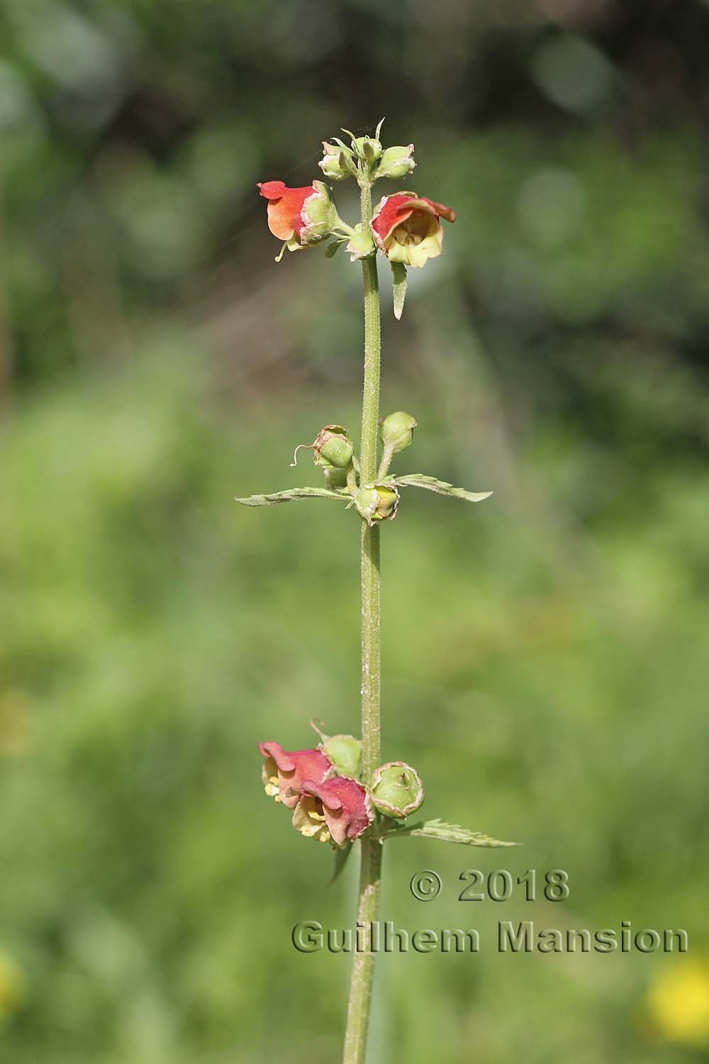 Scrophularia sambucifolia