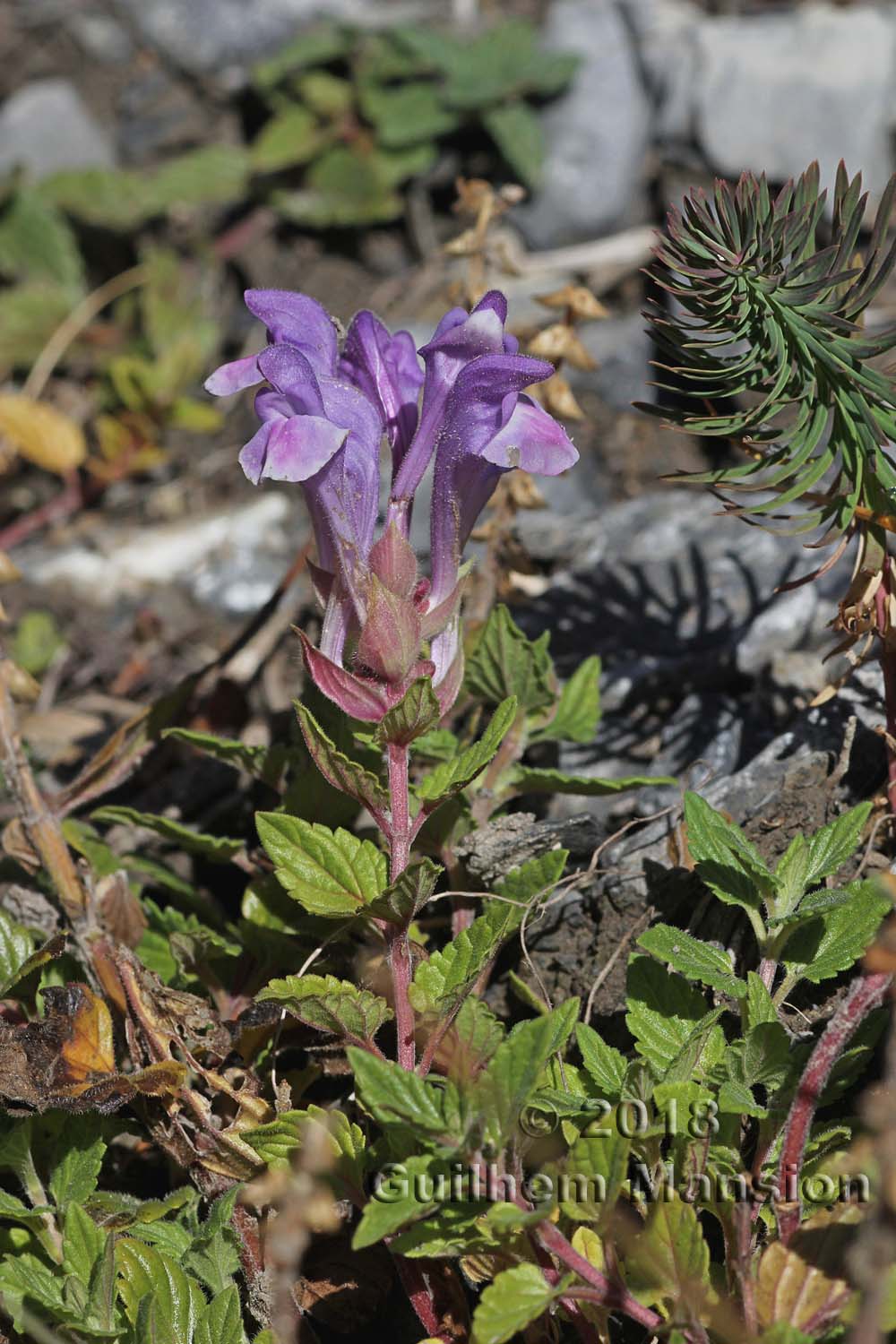 Scutellaria alpina