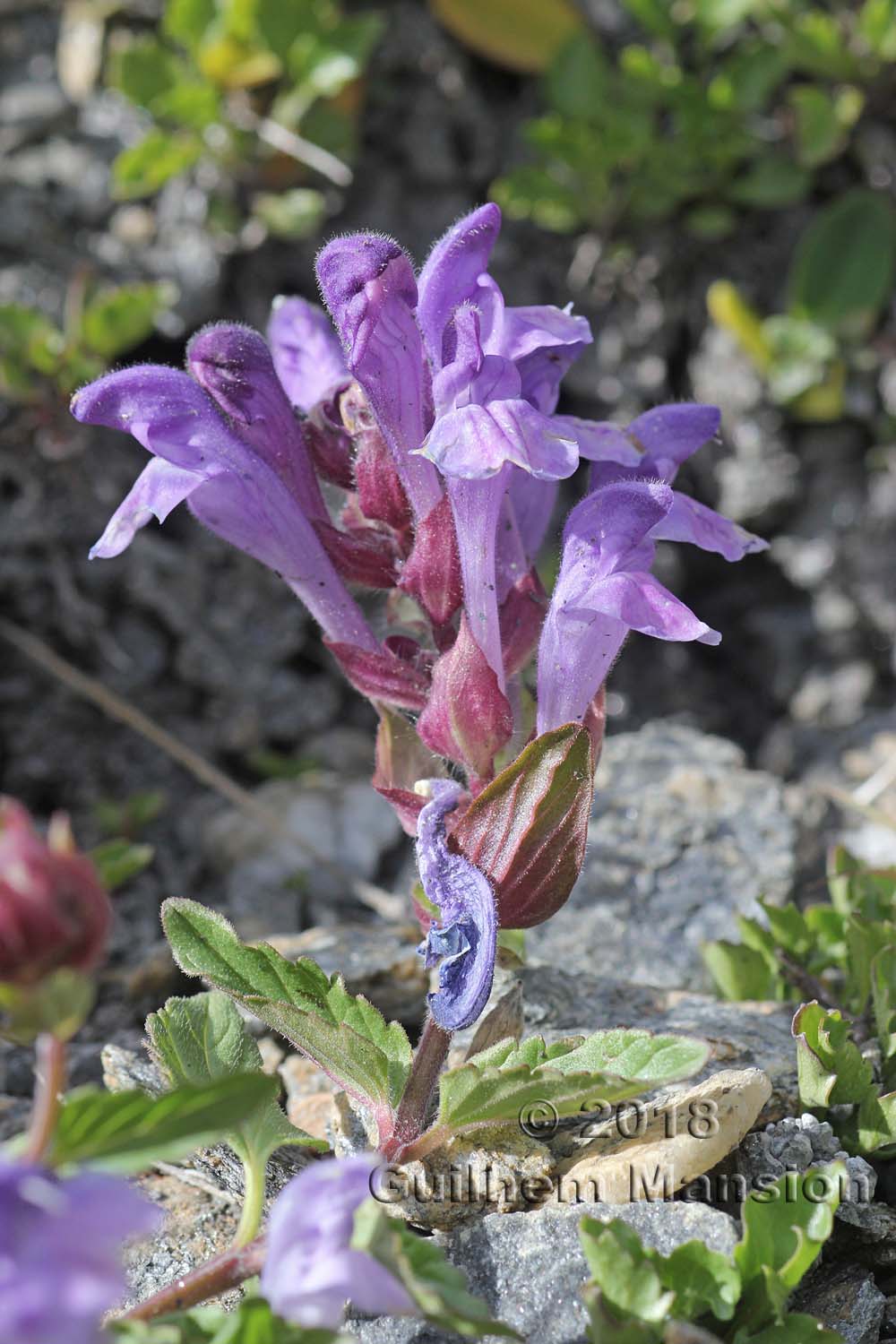 Scutellaria alpina