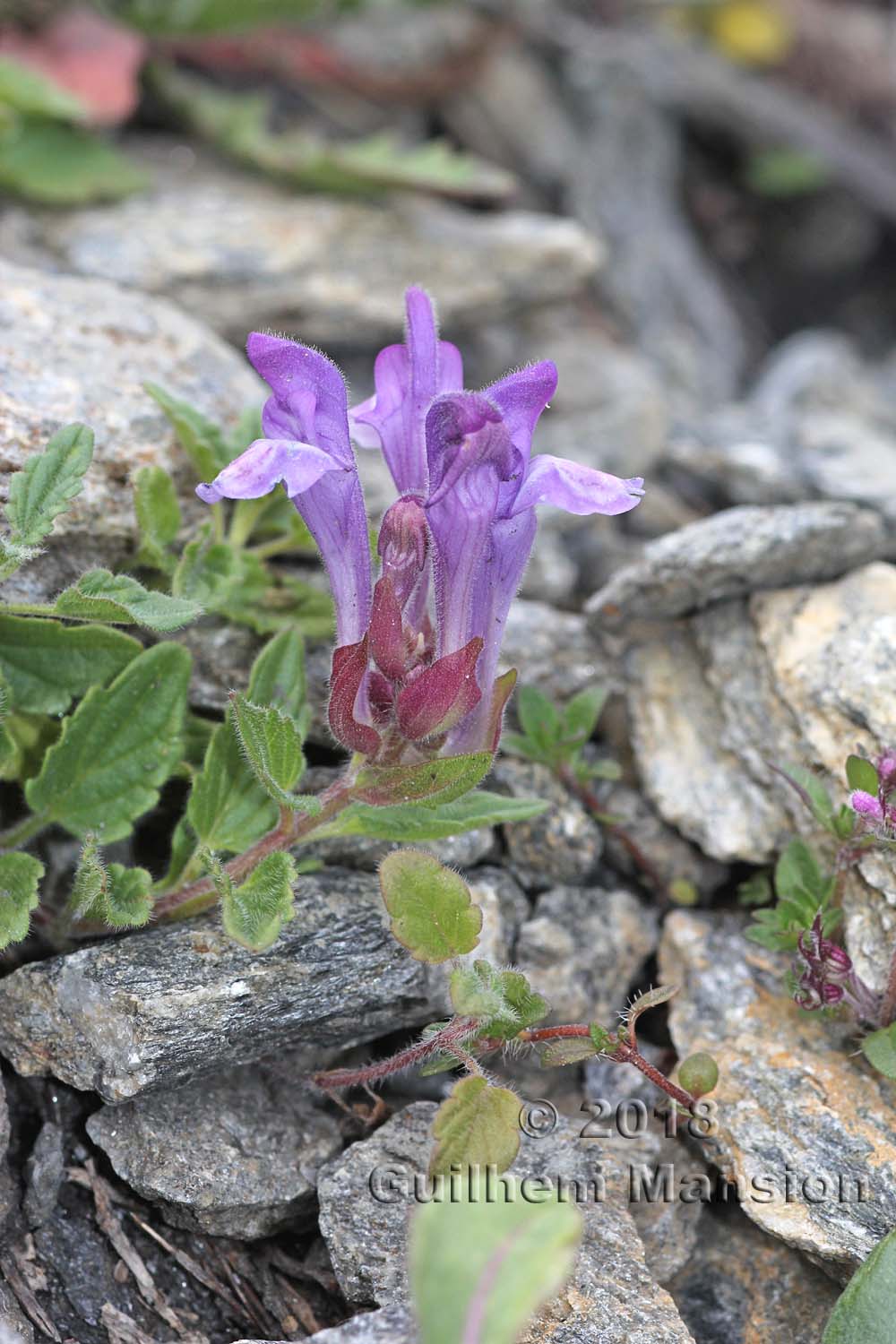 Scutellaria alpina