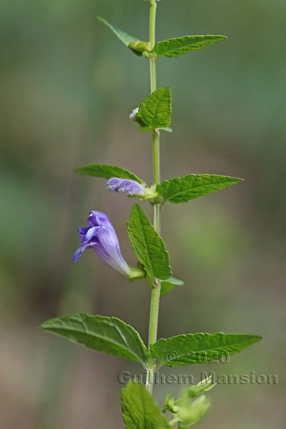 Scutellaria galericulata