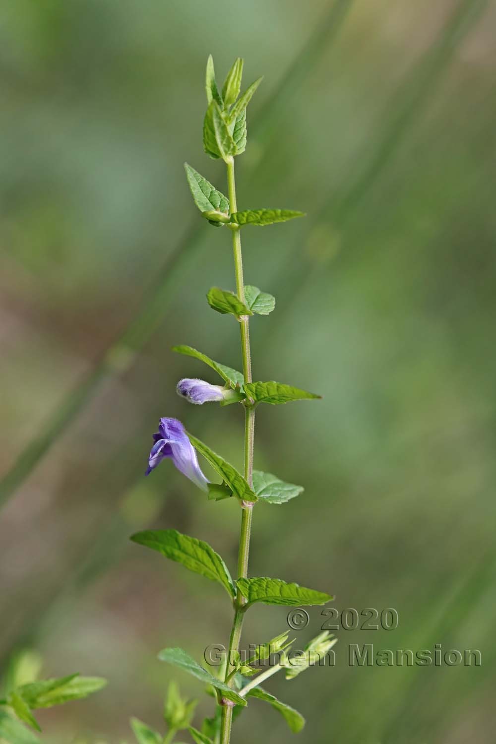 Scutellaria galericulata