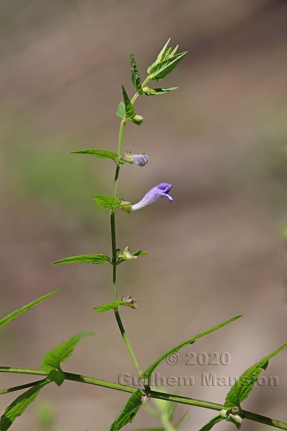 Scutellaria galericulata