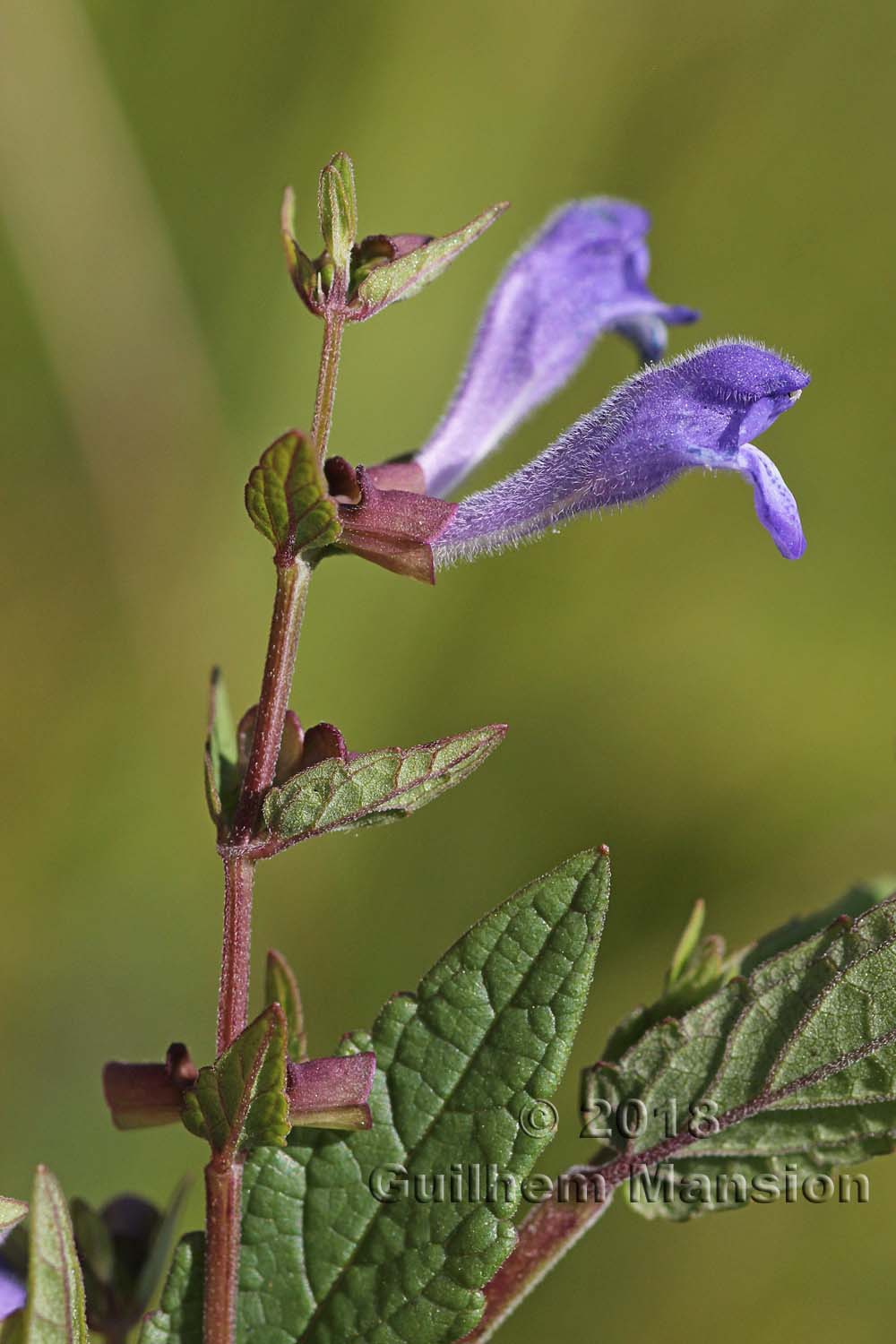 Scutellaria galericulata