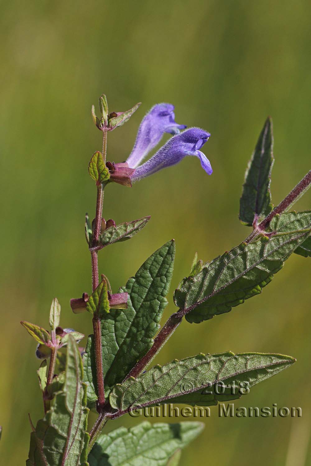 Scutellaria galericulata