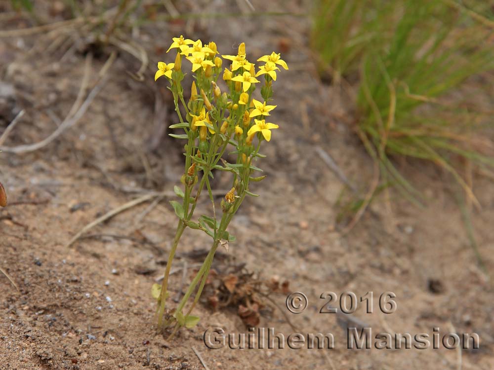 Sebaea aurea