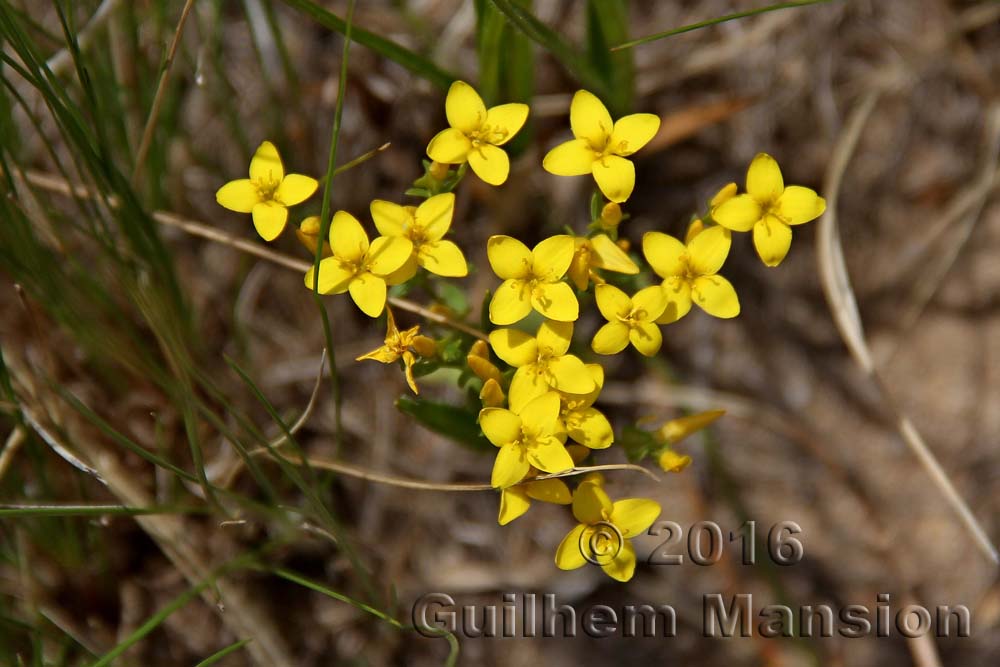 Sebaea aurea