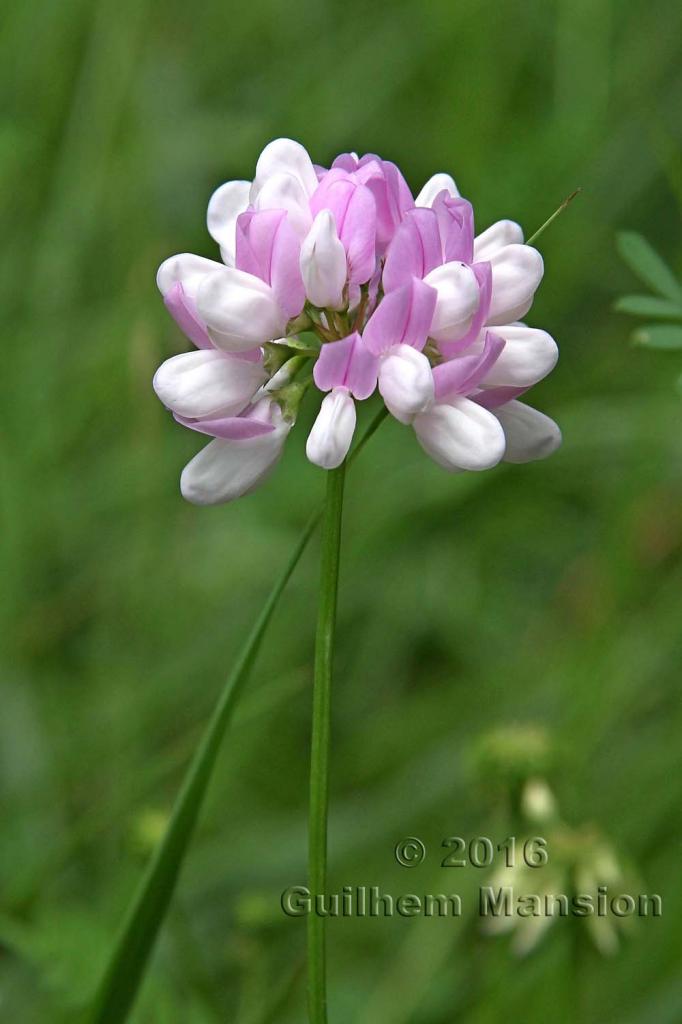 Coronilla [Securigera] varia