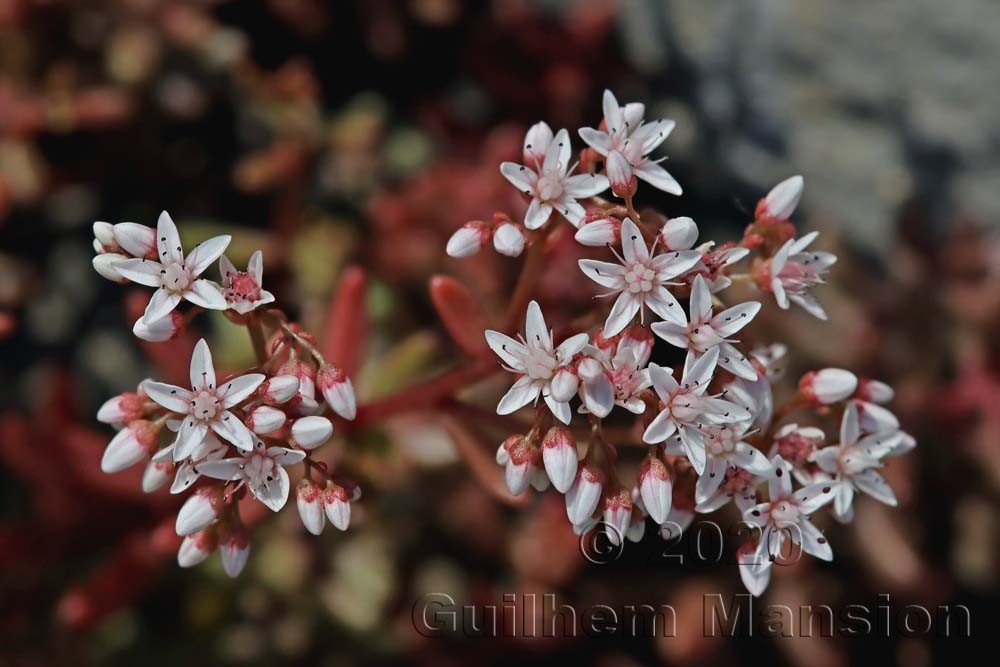 Sedum album