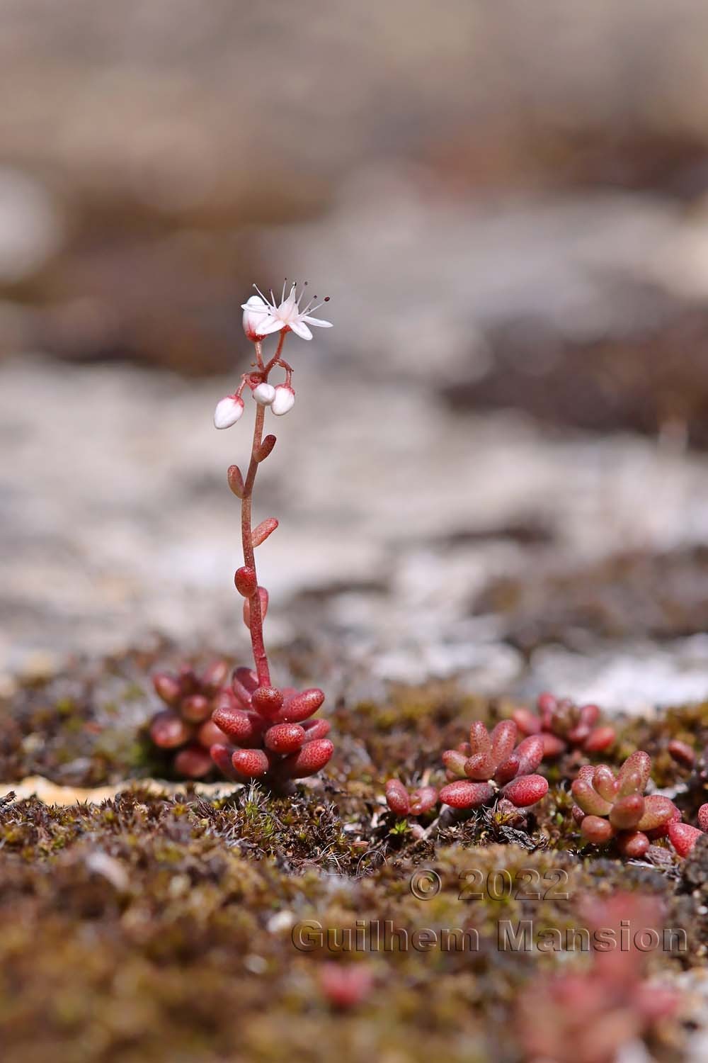 Sedum album