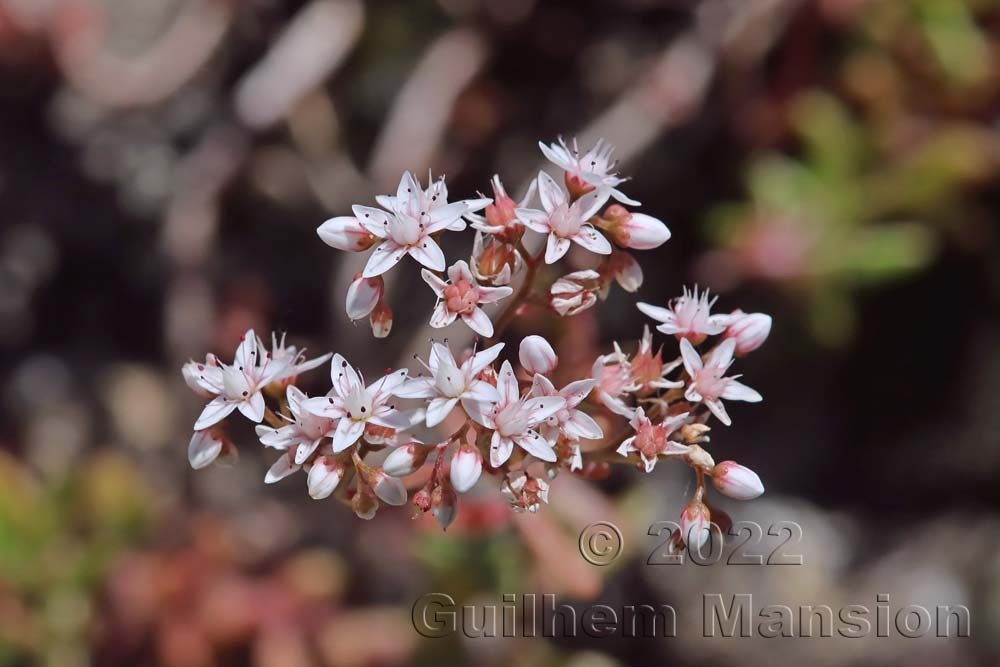 Sedum album