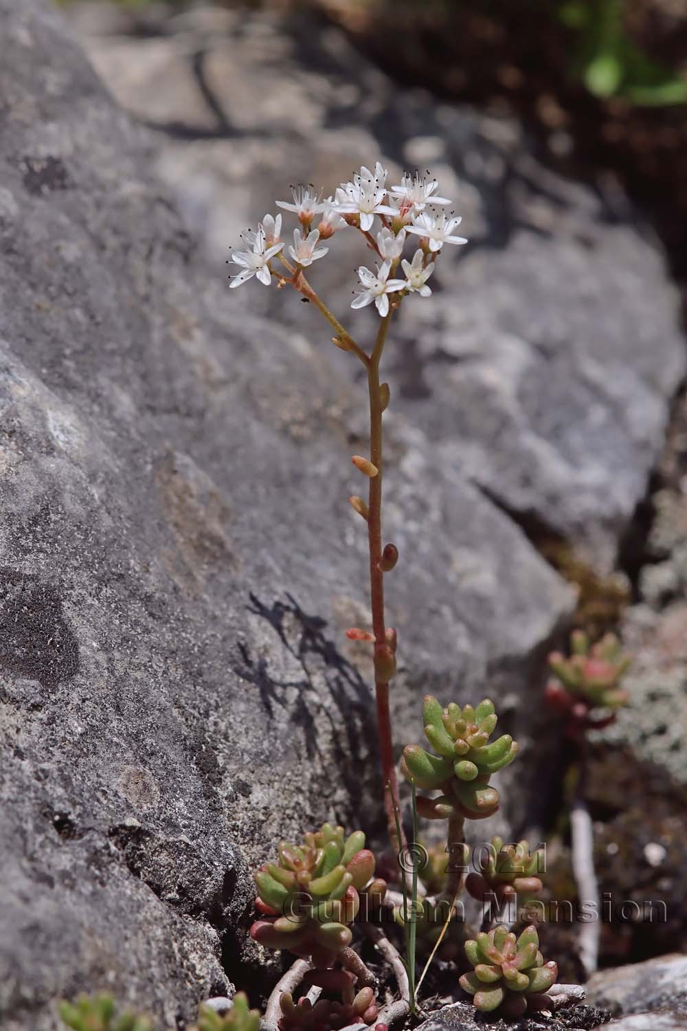 Sedum album