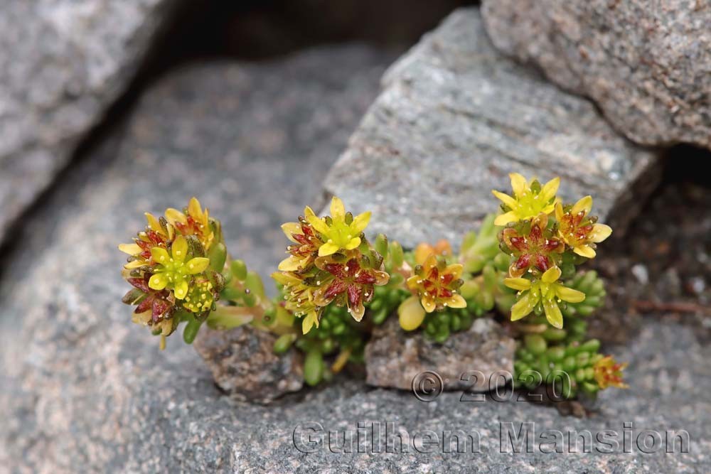 Sedum alpestre