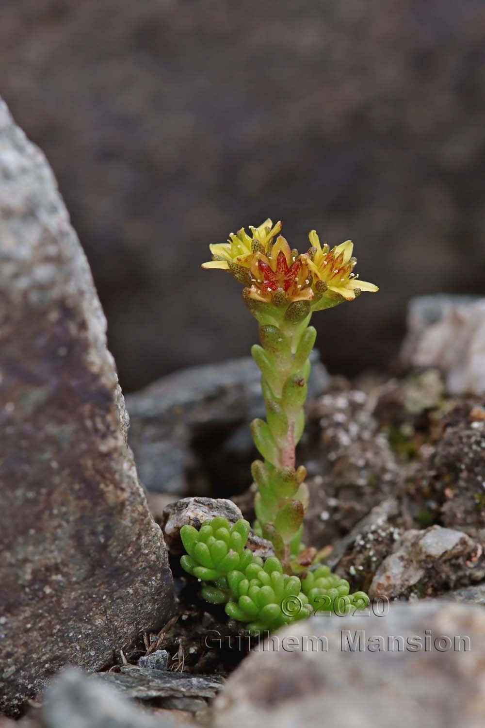 Sedum alpestre