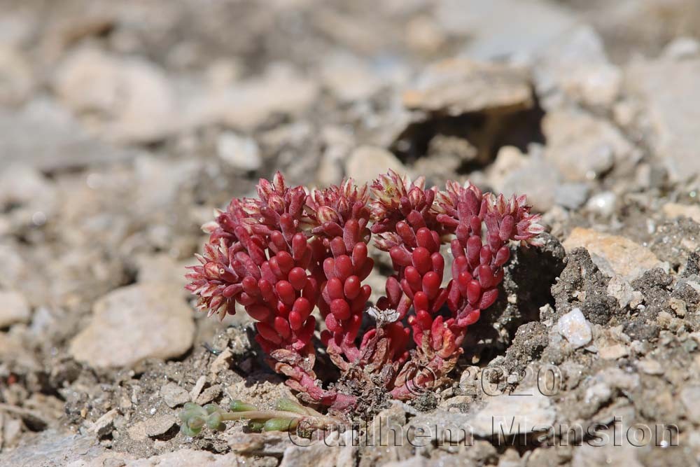 Sedum atratum