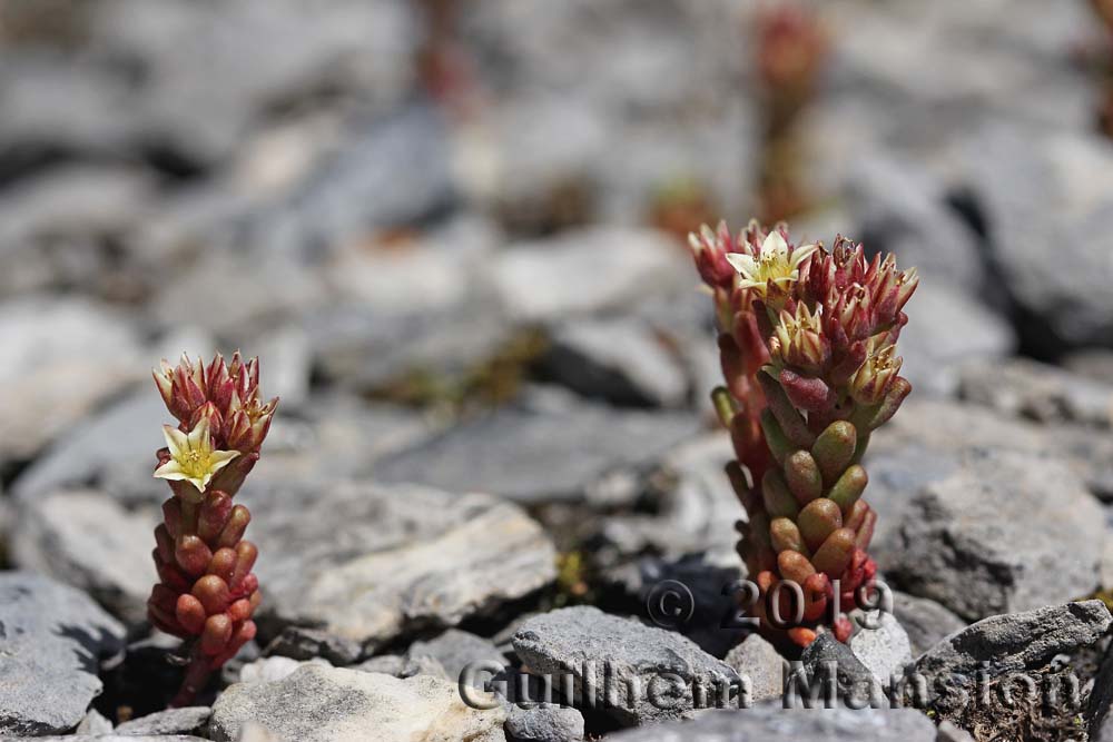 Sedum atratum