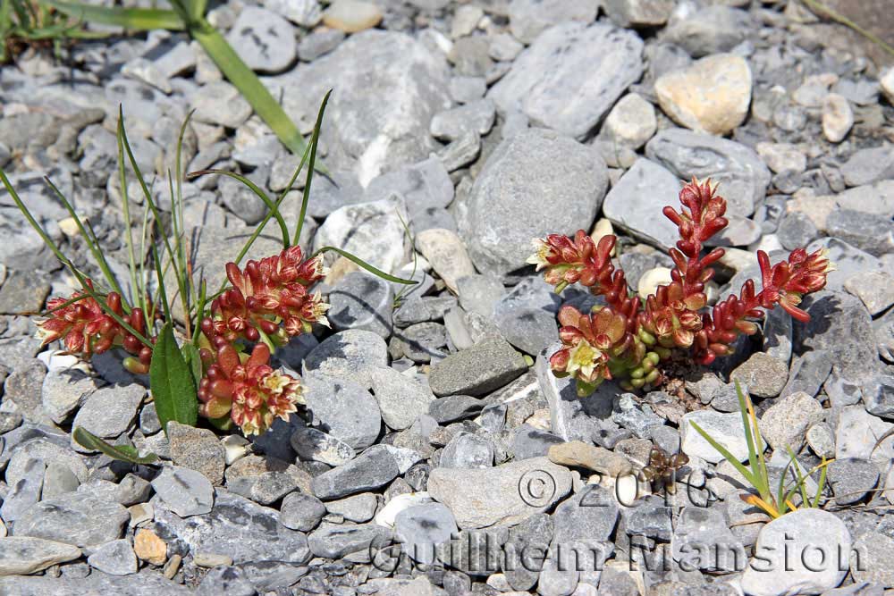 Sedum atratum