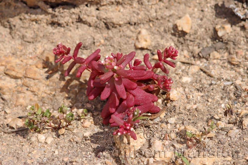 Sedum caeruleum