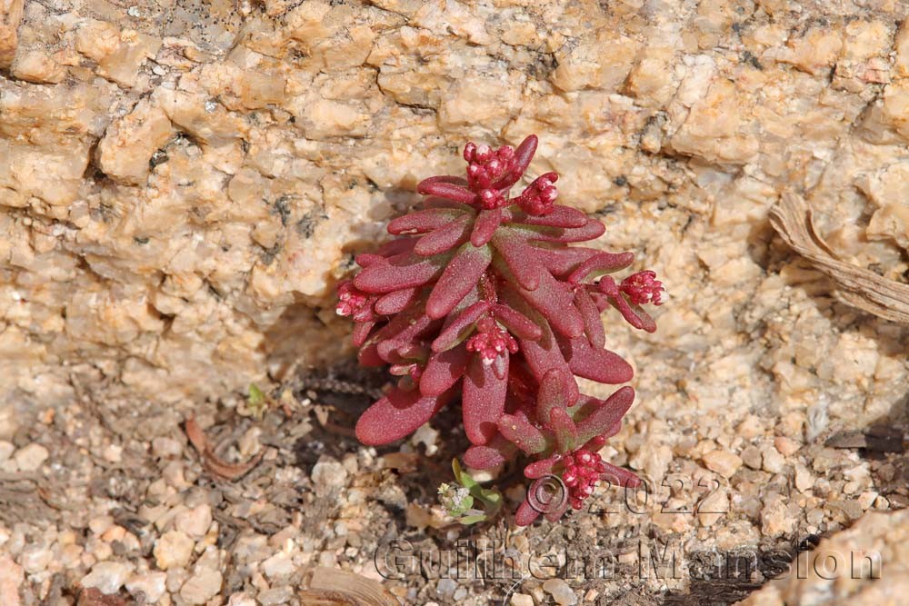 Sedum caeruleum