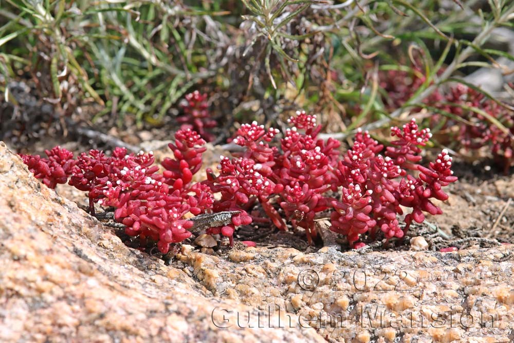 Sedum caeruleum