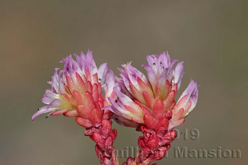 Sedum candollei