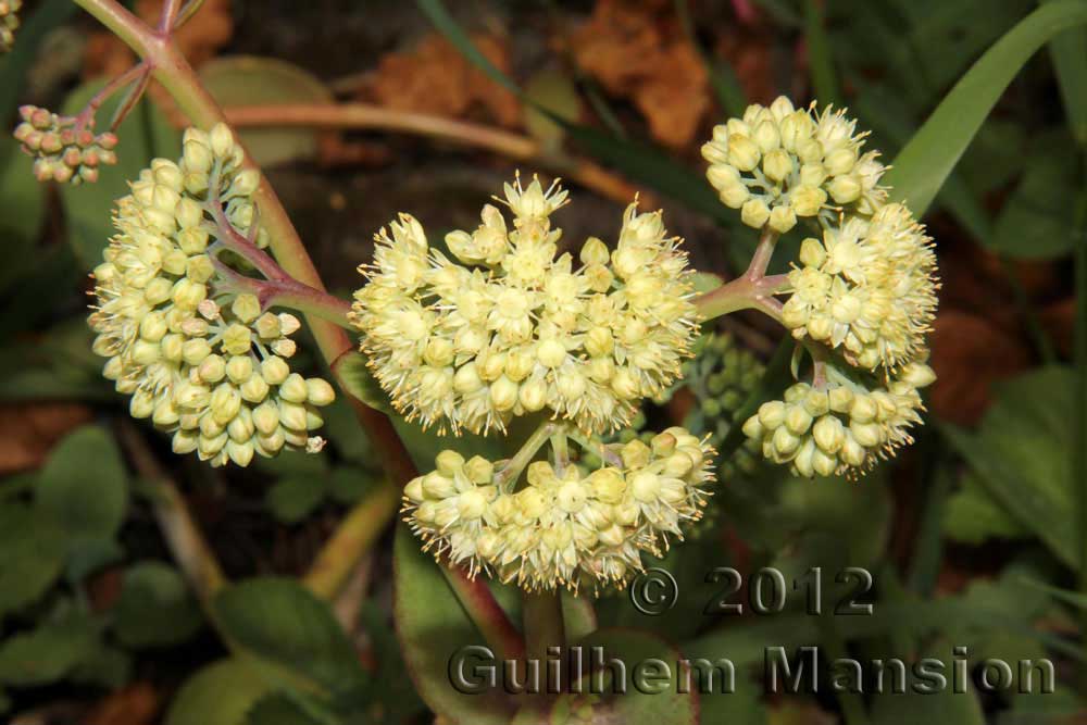 Sedum caucasicum