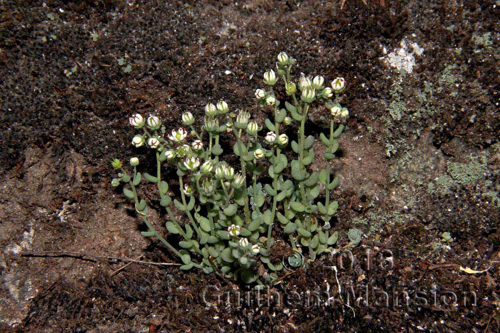 Sedum dasyphyllum