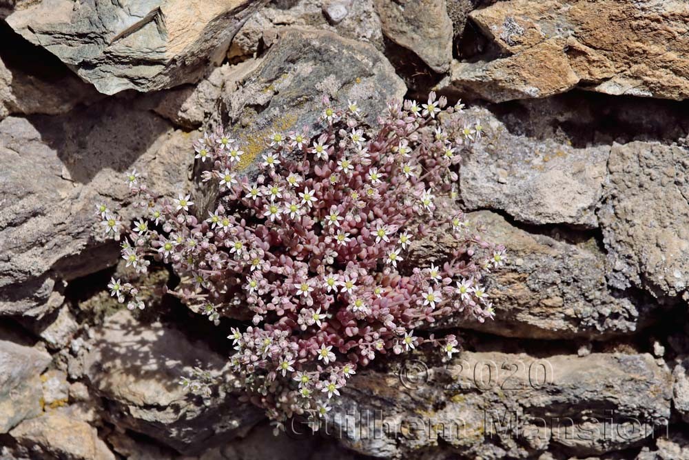 Sedum dasyphyllum