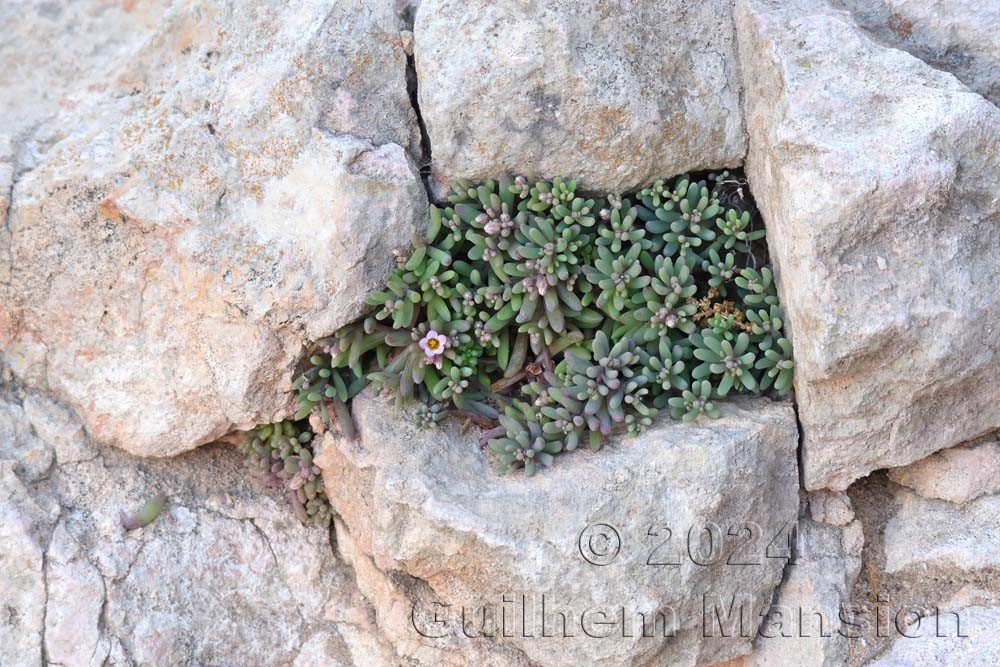 Sedum mucizonia