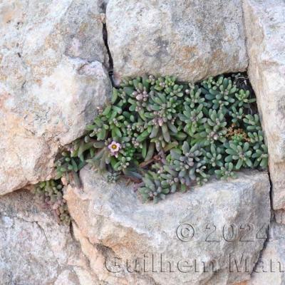 Sedum mucizonia