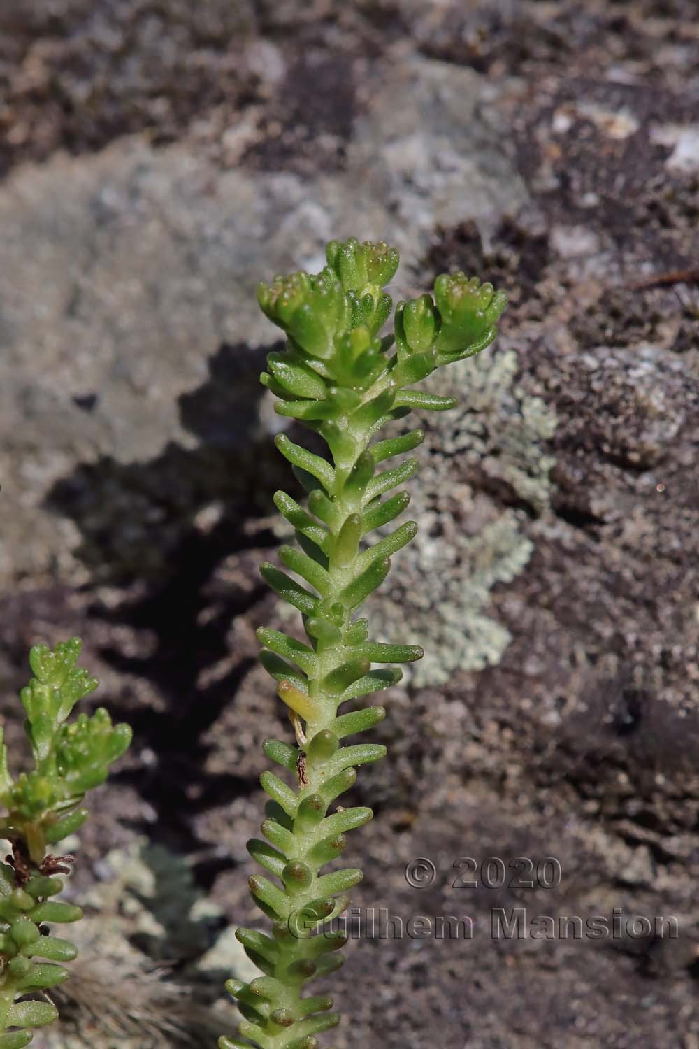 Sedum sexangulare