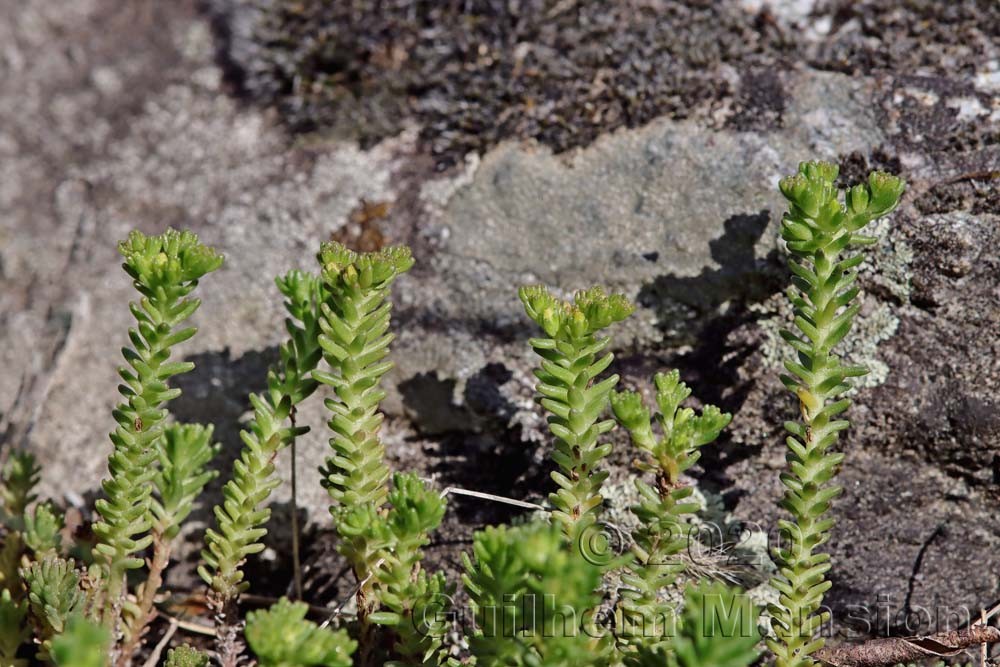 Sedum sexangulare