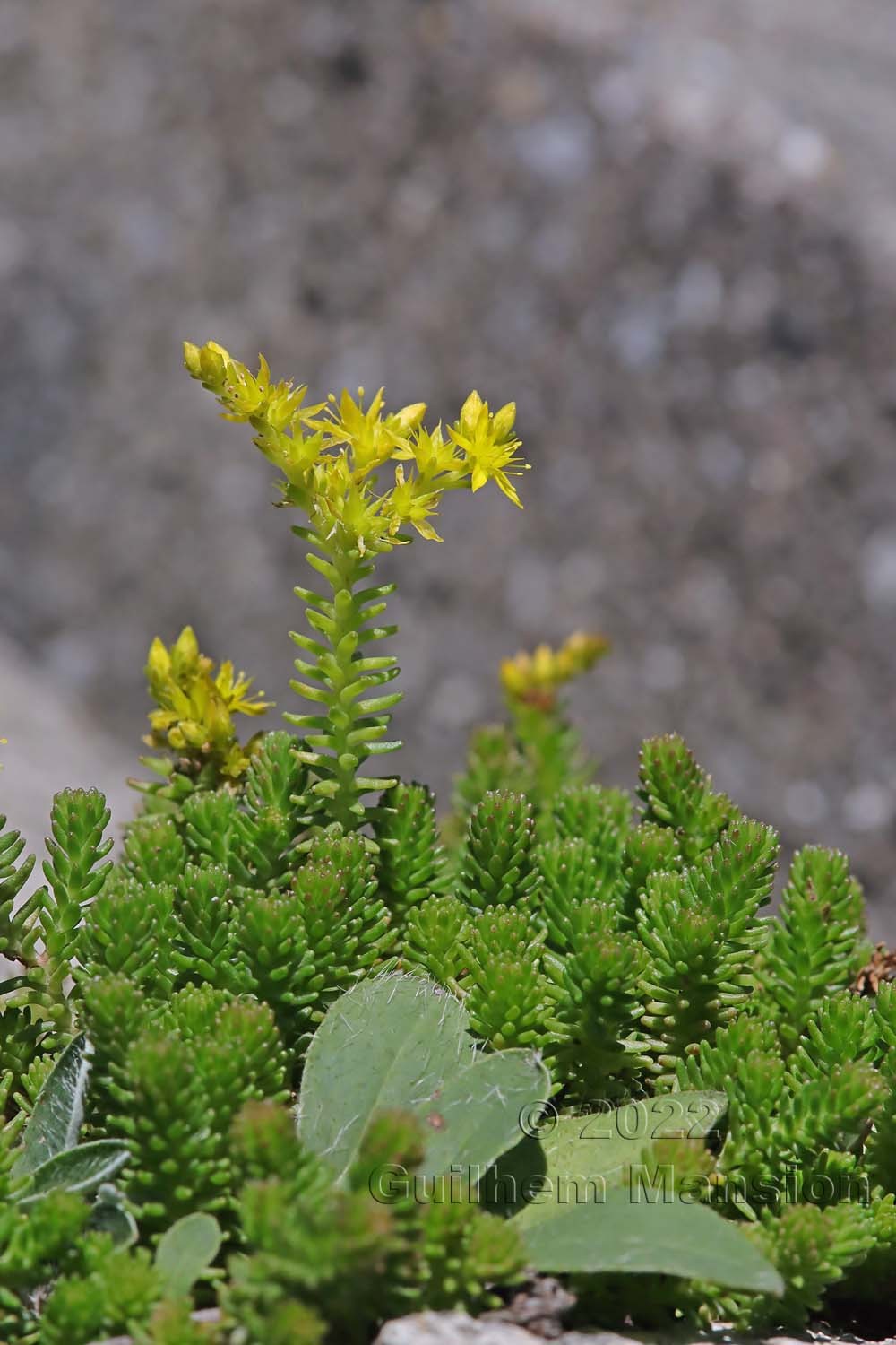 Sedum sexangulare