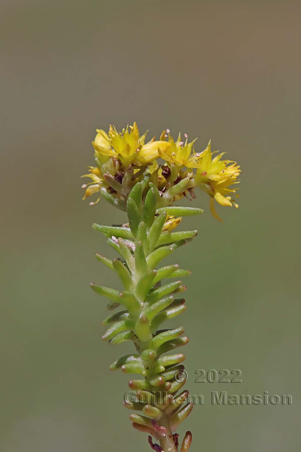 Sedum sexangulare