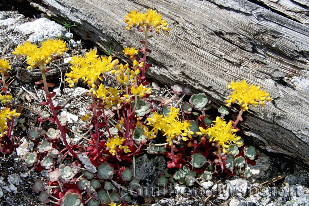 Sedum spathulifolium