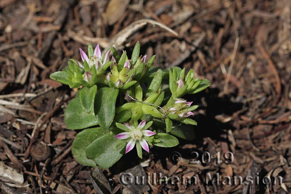 Sedum stellatum