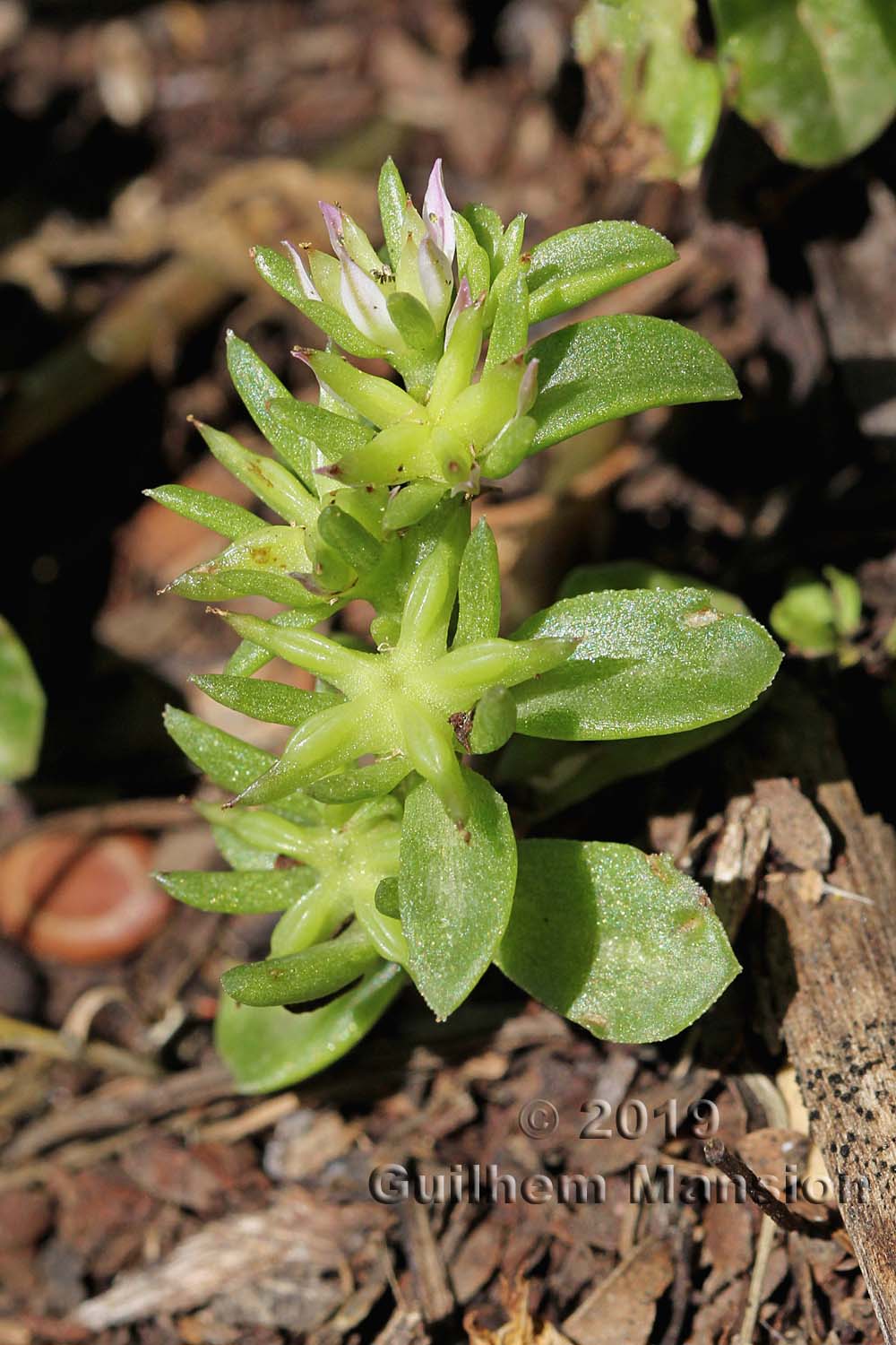 Sedum stellatum