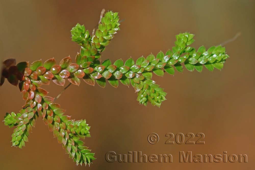 Selaginella denticulata