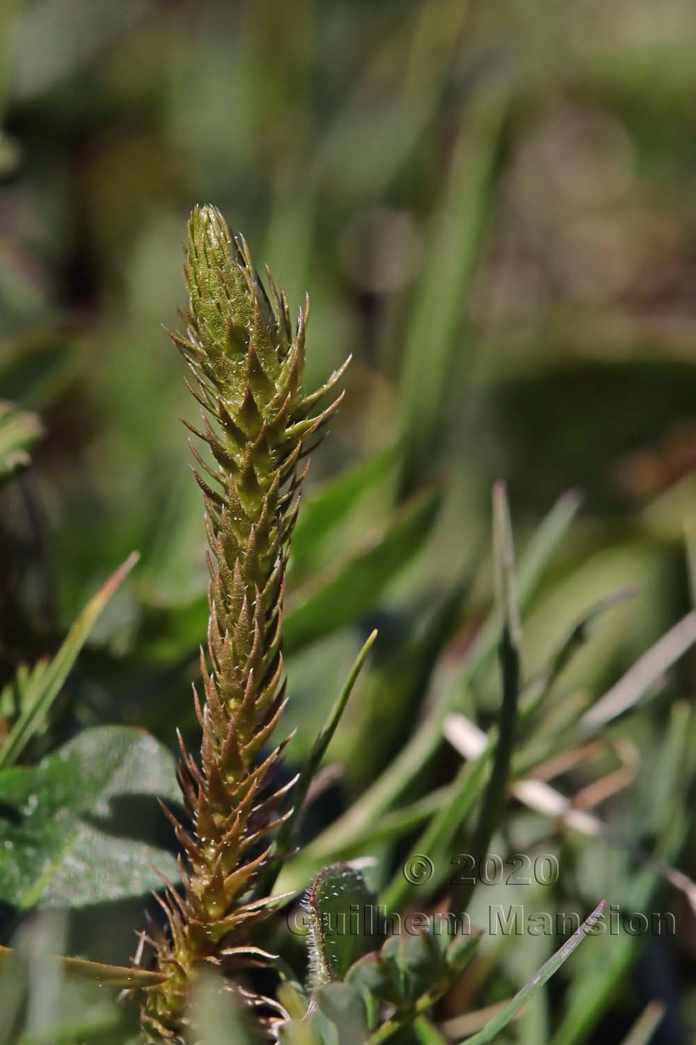 Selaginella selaginoides