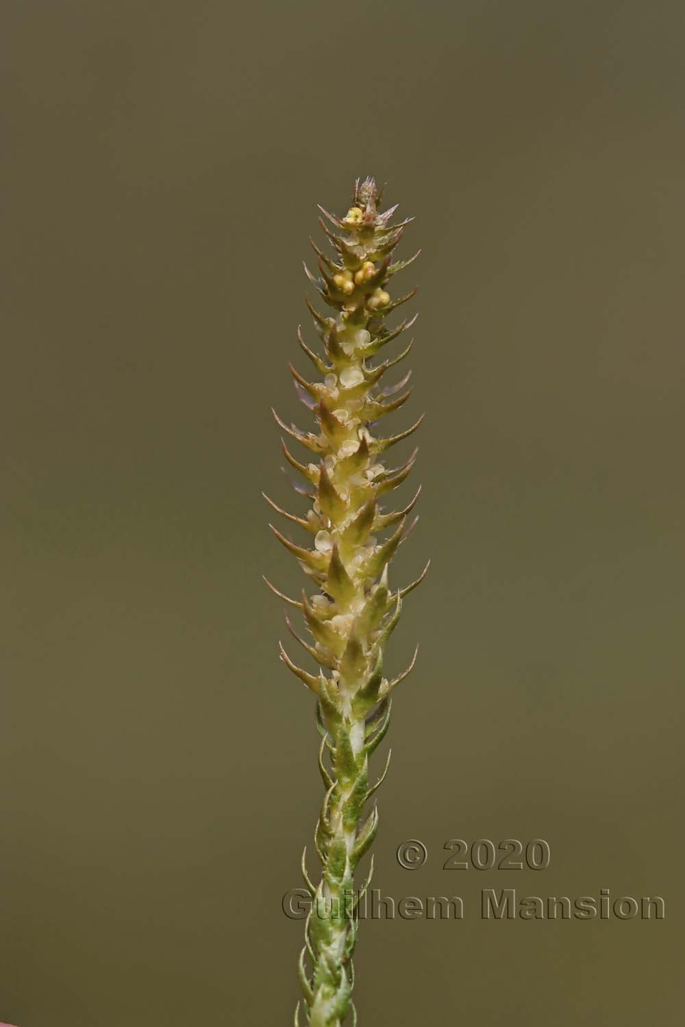 Selaginella selaginoides