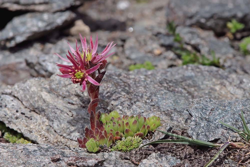 Sempervivum montanum