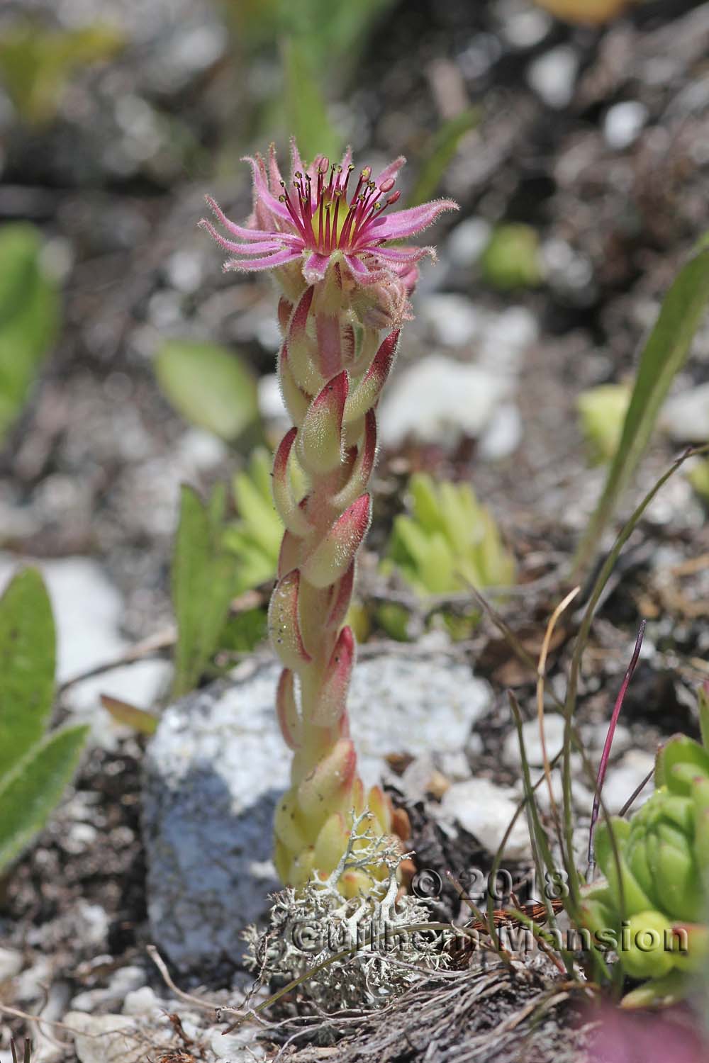 Sempervivum montanum