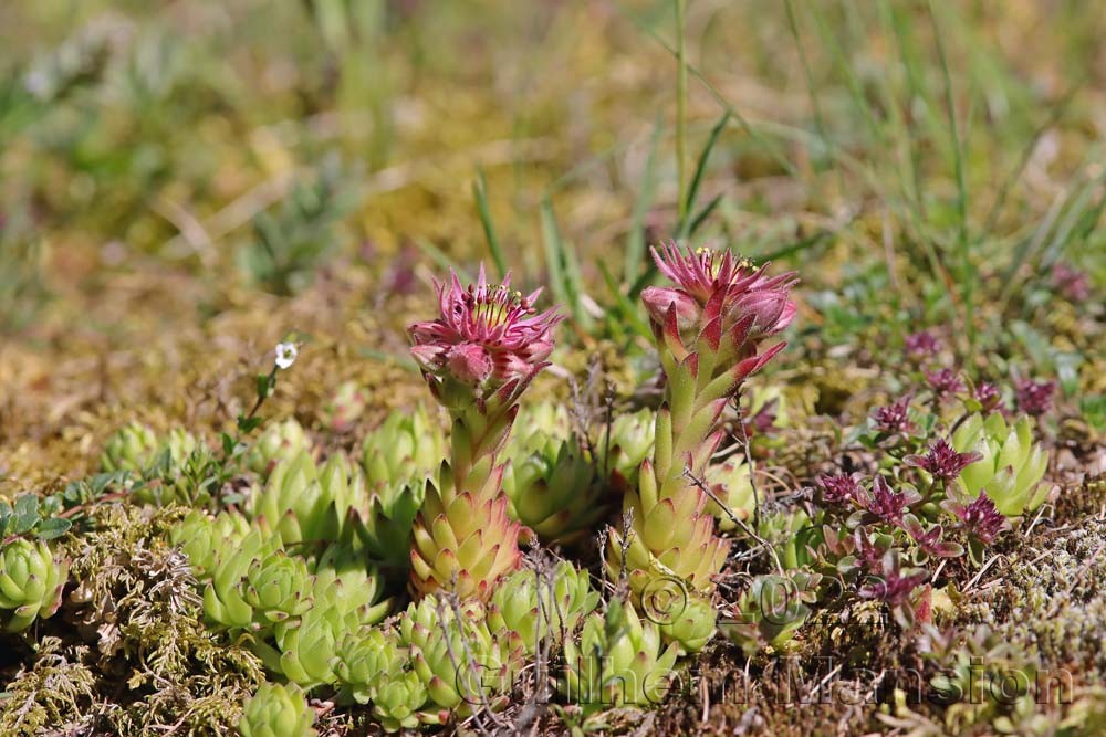 Sempervivum montanum