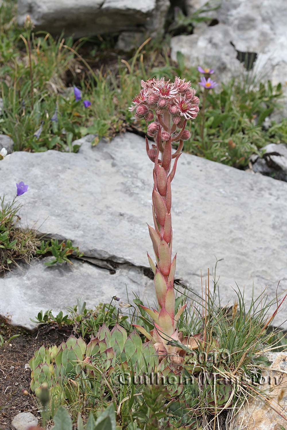 Sempervivum tectorum