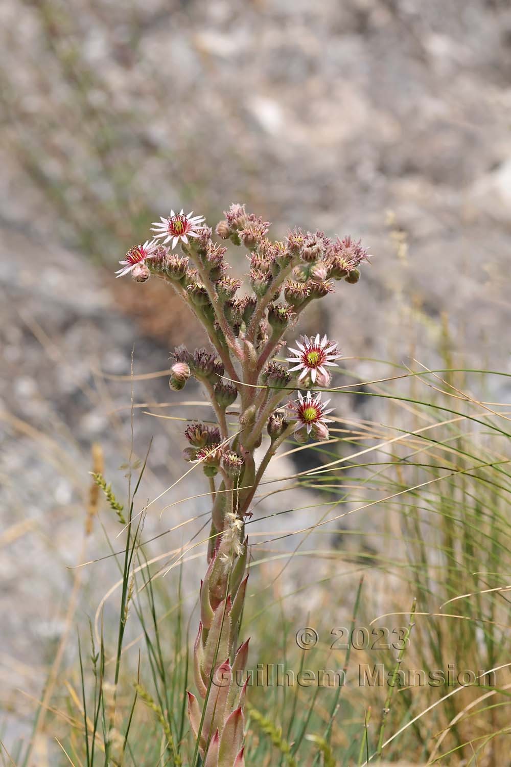 Sempervivum tectorum