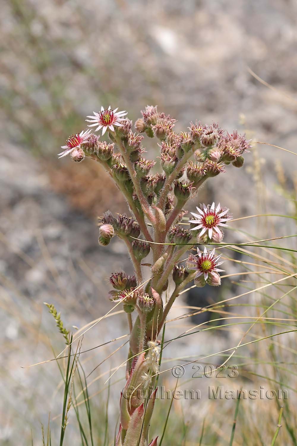 Sempervivum tectorum